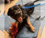 Small Photo #2 Shepweiller Puppy For Sale in San Antonio, TX, USA