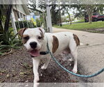 Poppy - Female American Bulldog-Unknown Mix Dog for Adoption - Small photo