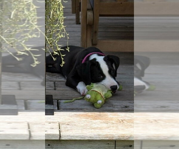 Medium Photo #5 Mutt Puppy For Sale in Wenonah, NJ, USA