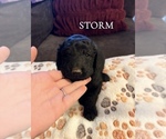 Small #3 Goldendoodle