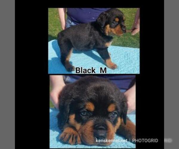 Medium Photo #9 Rottweiler Puppy For Sale in COLUMBIA, MO, USA