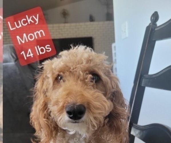 Medium Photo #2 Goldendoodle (Miniature) Puppy For Sale in MILFORD, UT, USA