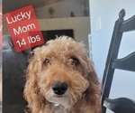 Small #1 Goldendoodle (Miniature)