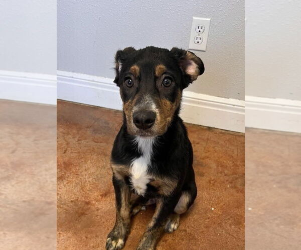 Medium Photo #3 Border Collie-Unknown Mix Puppy For Sale in Bolivar, MO, USA