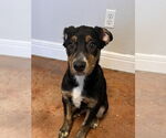 Small #2 Border Collie Mix