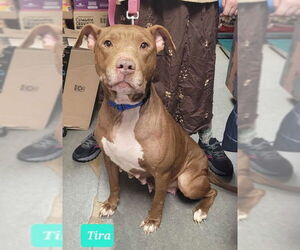 American Pit Bull Terrier-Labrador Retriever Mix Dogs for adoption in Richmond, IN, USA
