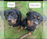 Small Photo #1 Rottweiler Puppy For Sale in GRESHAM, OR, USA