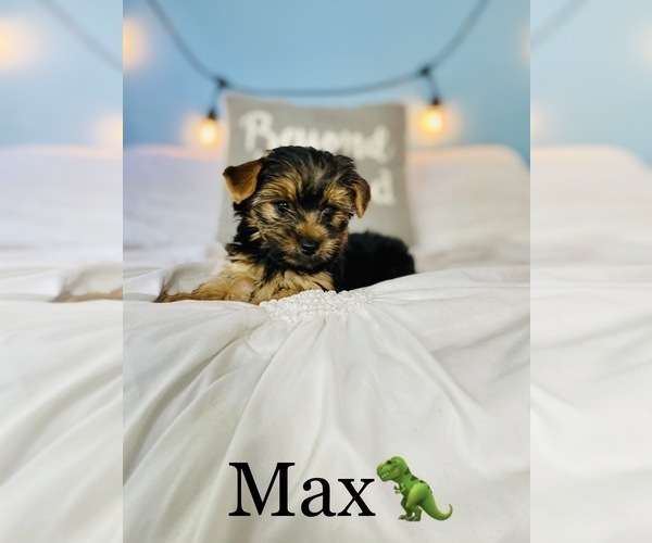 Medium Photo #6 Yorkshire Terrier Puppy For Sale in COOKEVILLE, TN, USA