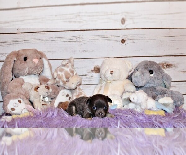 Medium Photo #4 Chihuahua Puppy For Sale in CHARLESTON, AR, USA