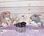 Small Photo #41 Chihuahua Puppy For Sale in CHARLESTON, AR, USA