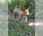 Small #6 Yorkshire Terrier