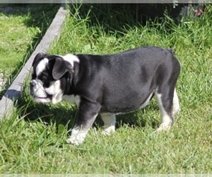 Bulldog Puppy for sale in MARSHFIELD, MO, USA