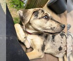Small #3 Catahoula Leopard Dog Mix