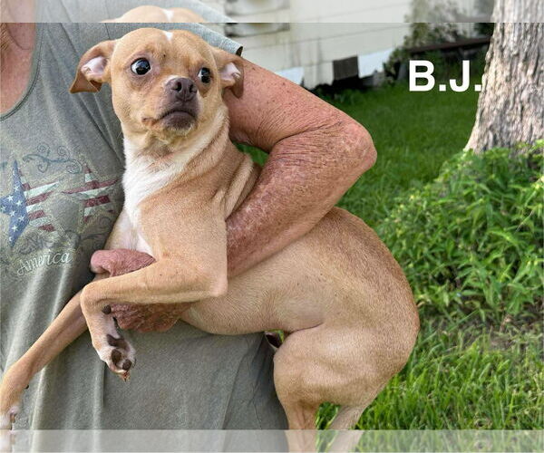 Medium Photo #17 Rat-Cha Puppy For Sale in Princeton, MN, USA
