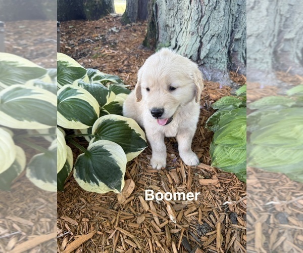 Medium Photo #1 Golden Retriever Puppy For Sale in PANA, IL, USA
