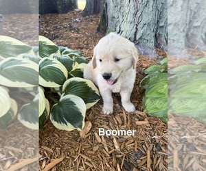 Medium Golden Retriever