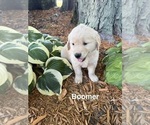 Puppy Boomer Golden Retriever