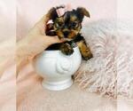 Small #40 Yorkshire Terrier