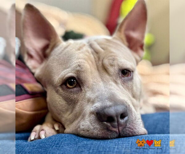 Medium Photo #2 Bulldog-Unknown Mix Puppy For Sale in Center Township, PA, USA