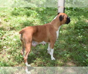 Mother of the Boxer puppies born on 08/22/2022