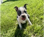 Image preview for Ad Listing. Nickname: Rosco