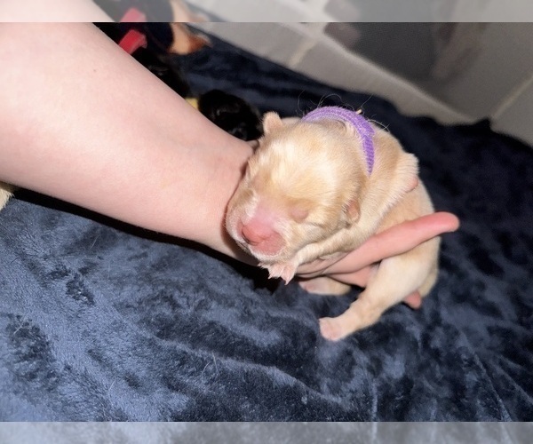 Medium Photo #6 Chow Chow Puppy For Sale in London, Ontario, Canada