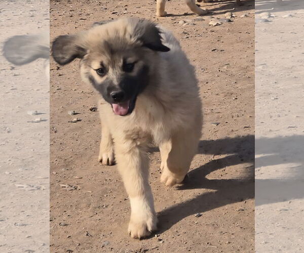 Medium Photo #3 GIANT SCHNAUZER -Great Pyrenees Mix Puppy For Sale in Peralta, NM, USA