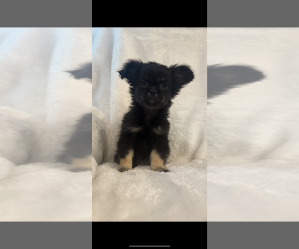 Medium Photo #2 Cheeks Puppy For Sale in SHERMAN, TX, USA