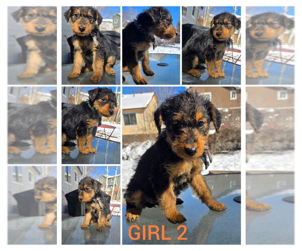 Medium Photo #7 Airedale Terrier Puppy For Sale in AURORA, CO, USA