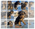 Puppy Nemo Airedale Terrier