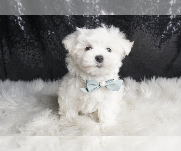 Medium Photo #9 Maltese Puppy For Sale in WARSAW, IN, USA