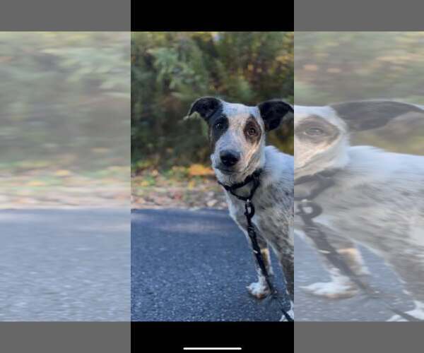 Medium Photo #2 Mutt Puppy For Sale in pomfret, CT, USA