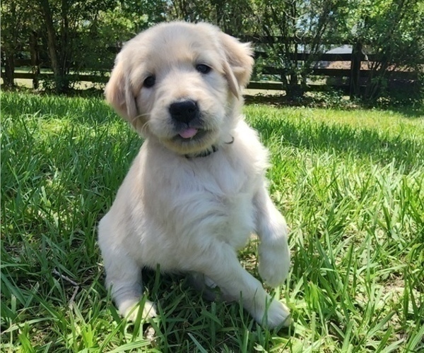 Medium Photo #23 English Cream Golden Retriever Puppy For Sale in HIGH SPRINGS, FL, USA