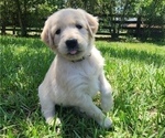 Small #22 English Cream Golden Retriever