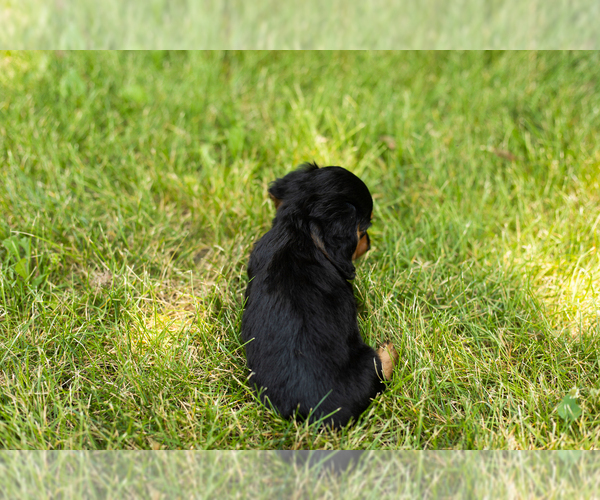 Medium Photo #7 Dachshund Puppy For Sale in MILFORD, IN, USA