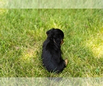Small #6 Dachshund