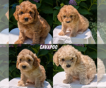 Image preview for Ad Listing. Nickname: Litter of 4