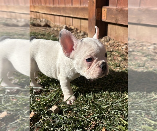 Medium Photo #10 French Bulldog Puppy For Sale in NORTH LAS VEGAS, NV, USA