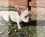 Small #9 French Bulldog