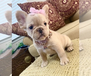 French Bulldog Puppy for sale in SNELLVILLE, GA, USA