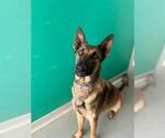 Small German Shepherd Dog Mix
