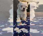 Small #4 French Bulldog