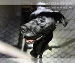 Small Catahoula Leopard Dog