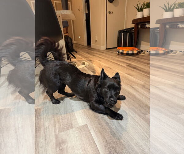 Medium Photo #2 Colonial Cocker Spaniel Puppy For Sale in Menifee, CA, USA