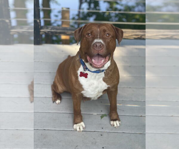 Medium Photo #11 Mutt Puppy For Sale in Mount Laurel, NJ, USA