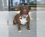 Small #10 Mutt