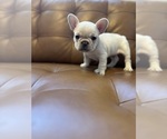 Small #1 French Bulldog