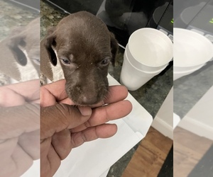 German Shorthaired Pointer Puppy for Sale in SPRINGFIELD, Illinois USA