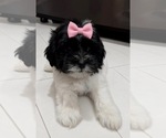 Image preview for Ad Listing. Nickname: Pecan