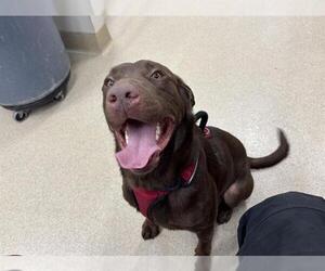 Labrador Retriever-Unknown Mix Dogs for adoption in Grand Prairie, TX, USA